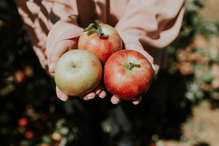 Best Apple Pick Your Own Farms in Connecticut