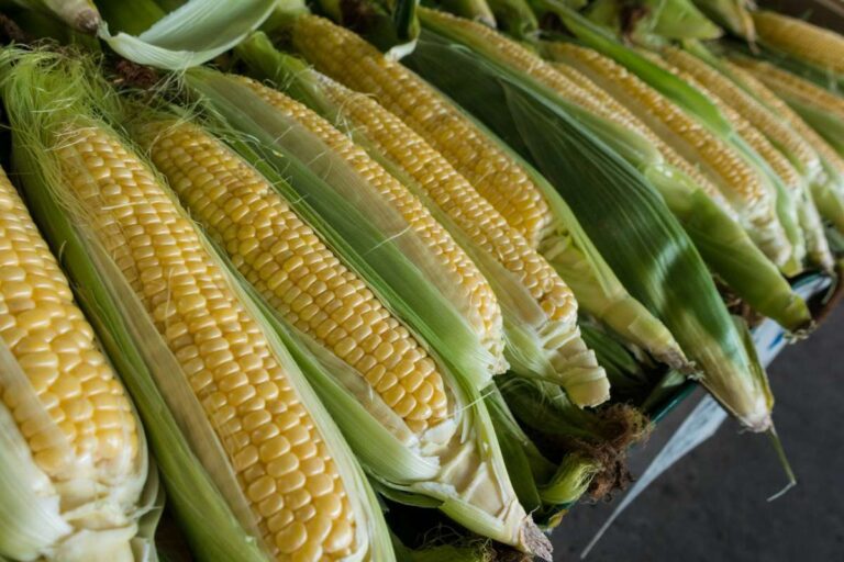 Best Pick Your Own Corn in Connecticut