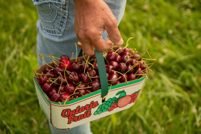 Best Pick Your Own Cherries Farm in NJ