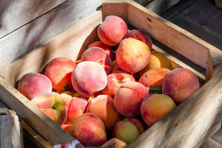 Best Pick Your Own Peaches in NJ New Jersey U-Pick Summer Adventure