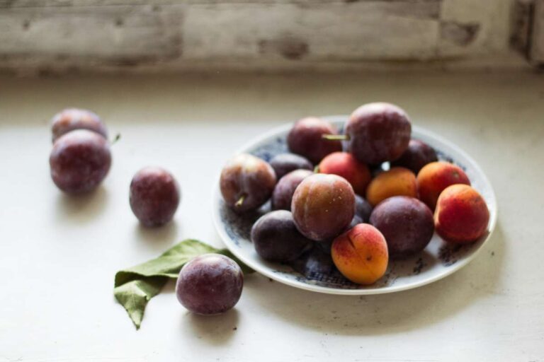 Best U-Pick Plums Farms in Connecticut