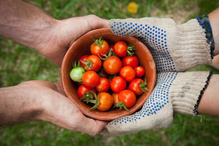 Best Pick Your Own Tomato Farms in Connecticut