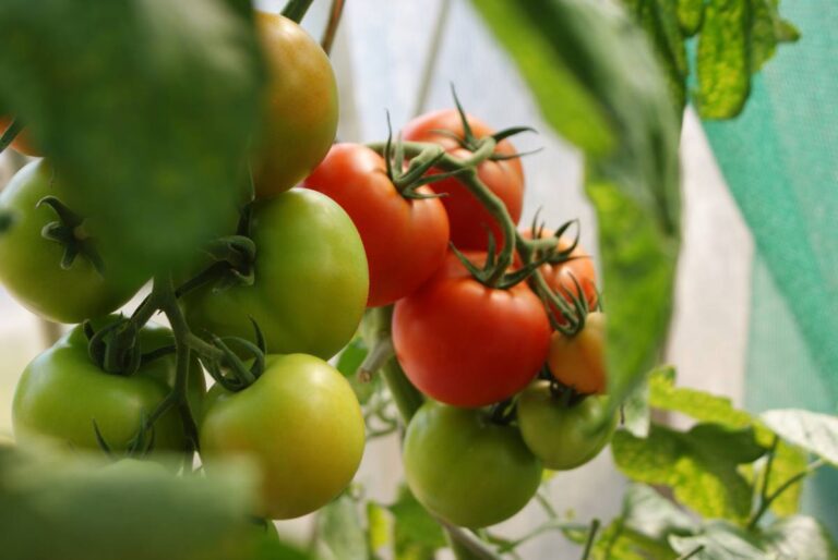 Best Pick Your Own Tomatoes New Jersey