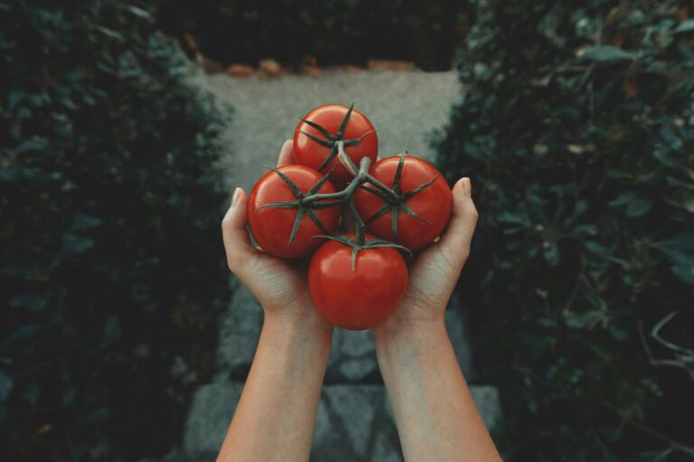 Best U-Pick Tomato Farms in Vermont, VT