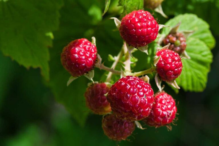 Best U-Pick Raspberries Farms in Vermont