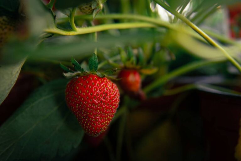 Grow Strawberries in Your Backyard