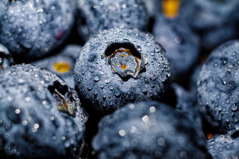 U-Pick Blueberries Farms in Vermont