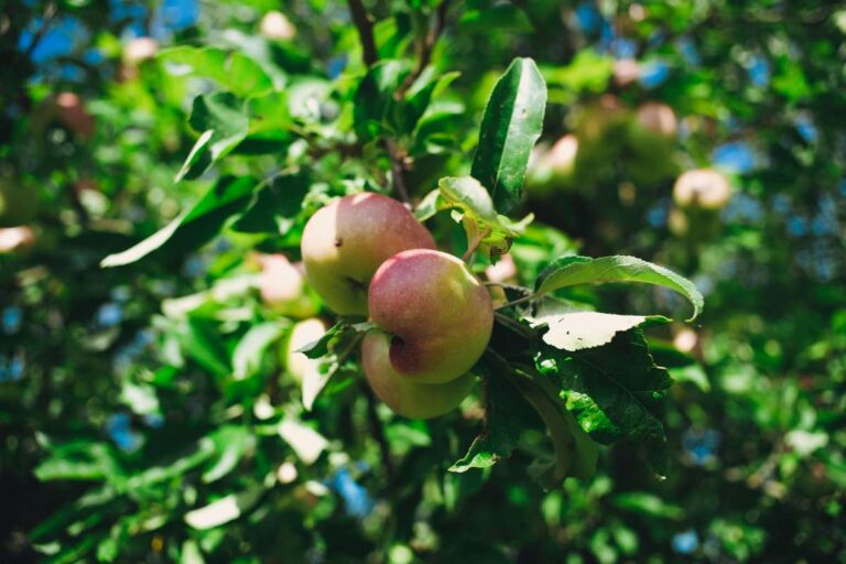 Pick Your Own Apple Farms