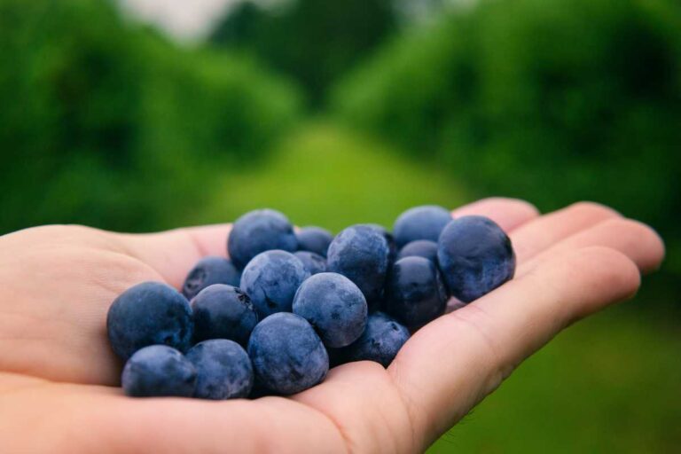 Pick Your Own Berry Farms