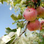 Best Apple Farms for PYO Pick Your Own