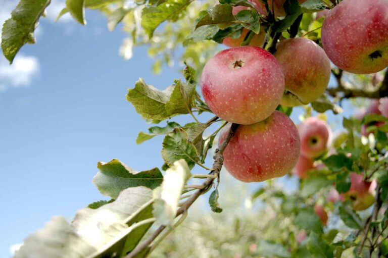 Best Apple Farms for PYO Pick Your Own