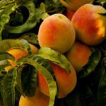 PYO Peach Orchards