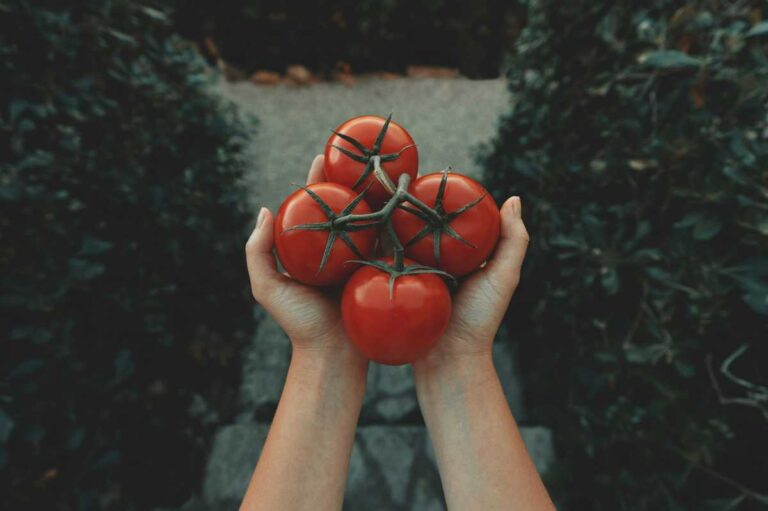 Best Pick Your Own Tomato Farms